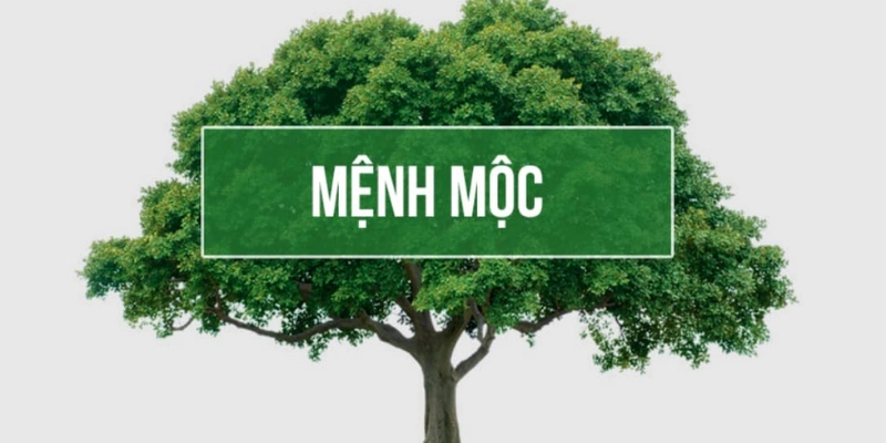 Hành Mộc Là Gì? Ý Nghĩa, Đặc Điểm Và Ứng Dụng Theo Ngũ Hành 2 Hành Mộc Là Gì