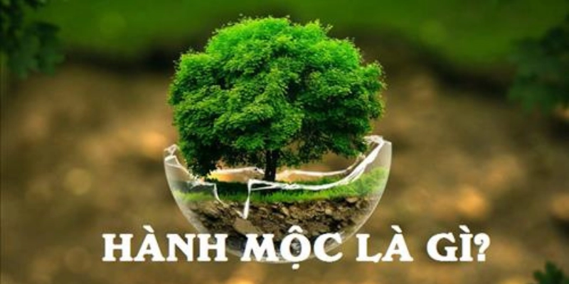 Hành Mộc Là Gì? Ý Nghĩa, Đặc Điểm Và Ứng Dụng Theo Ngũ Hành 4 Hành Mộc Là Gì