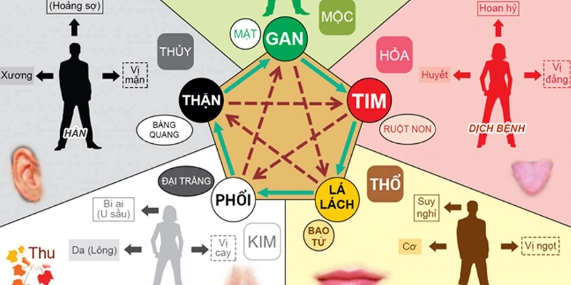 Ngũ Hành Với Các Cơ Quan Nội Tạng: Hiểu Để Khỏe Từ Gốc 2 Ngũ Hành Với Các Cơ Quan Nội Tạng