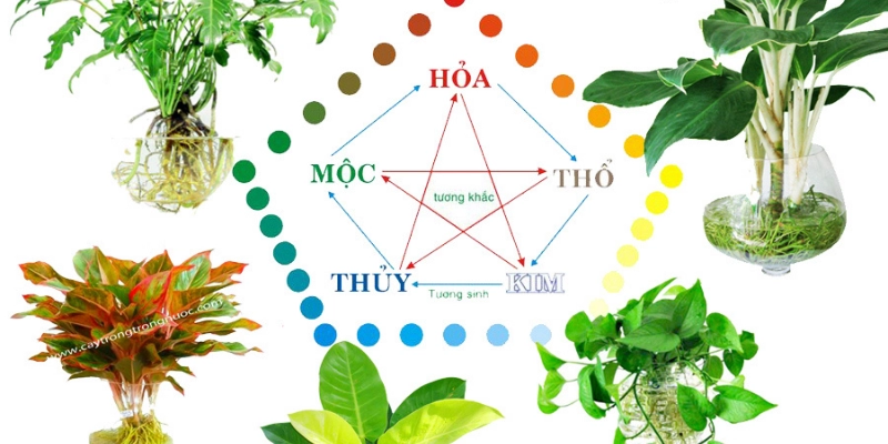 Sử Dụng Cây Cảnh Hợp Ngũ Hành