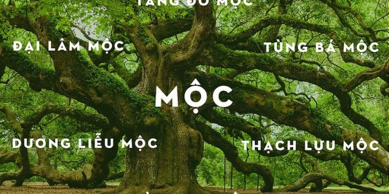 Tính Cách Người Mệnh Mộc: Giải Mã Từng Khía Cạnh Độc Đáo Và Ứng Dụng 2 Tính Cách Người Mệnh Mộc
